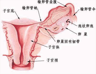 金华治疗宫外孕的医院有哪些